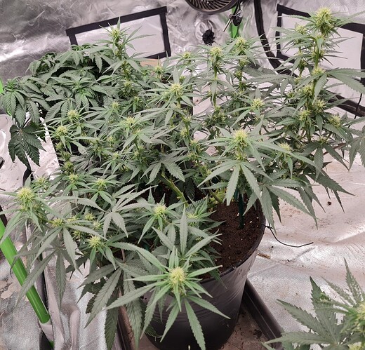 Growreport Bild 17