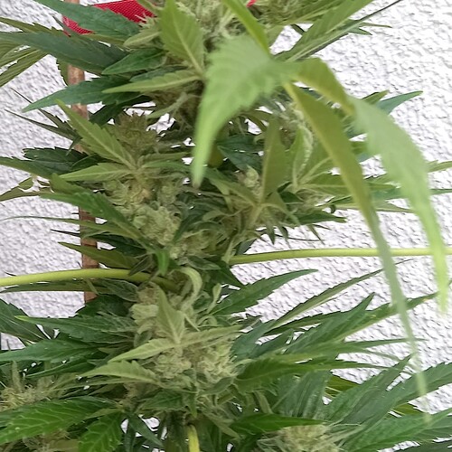 Growreport Bild 22