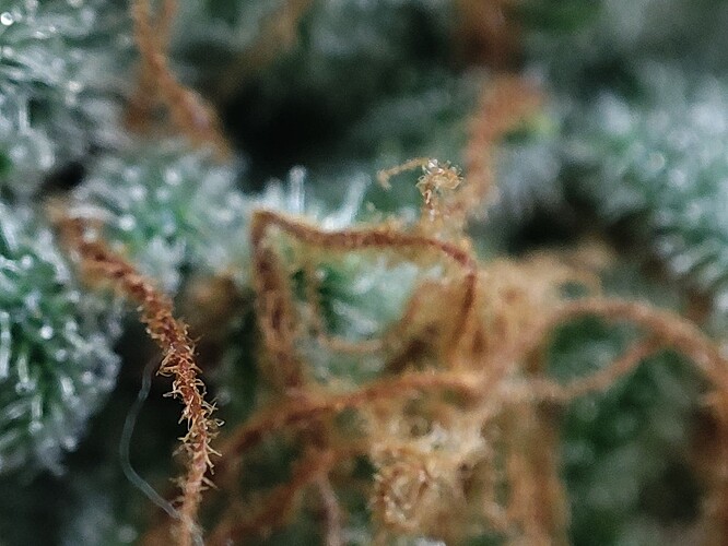Growreport Bild 8