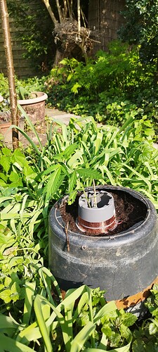 IMG_20250421_160246