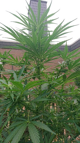 Growreport Bild 25