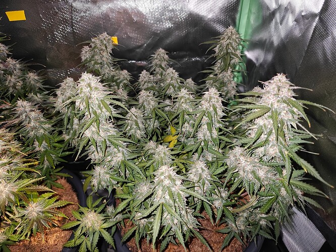 Growreport Bild 21