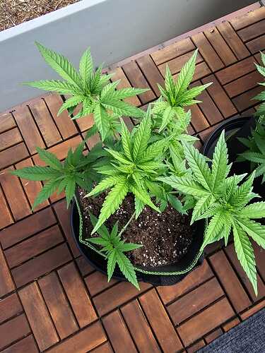 Growreport Bild 9