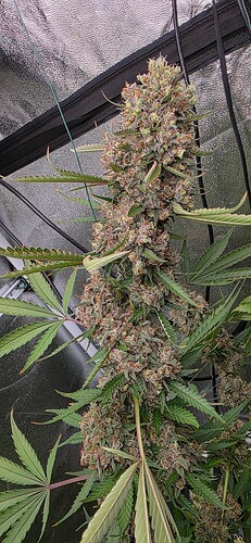 Growreport Bild 47