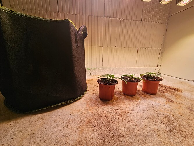 Growreport Bild 7