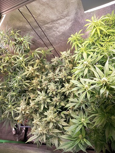 Growreport Bild 1
