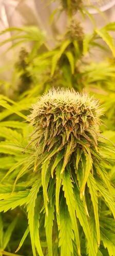 Growreport Bild 18