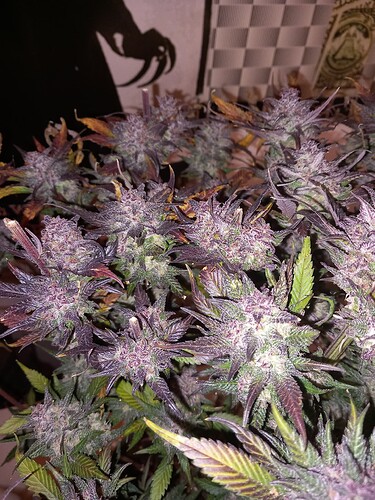 Growreport Bild 8