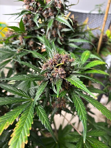 Growreport Bild 58