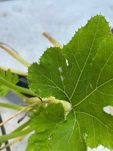 Growreport Bild 41