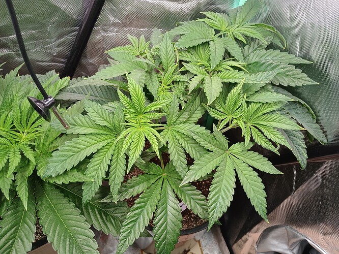 Growreport Bild 8