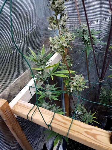 Growreport Bild 7