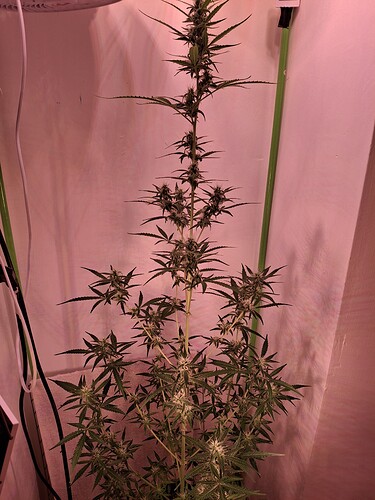 Growreport Bild 220