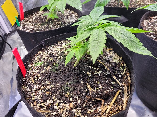Growreport Bild 15