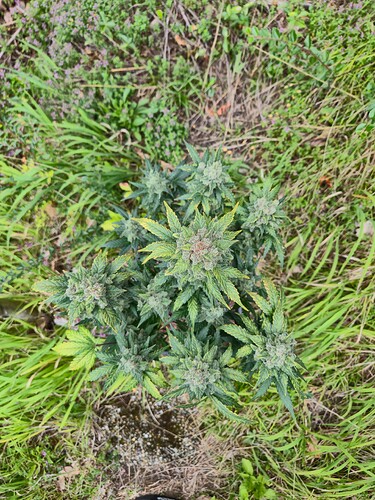 Growreport Bild 2
