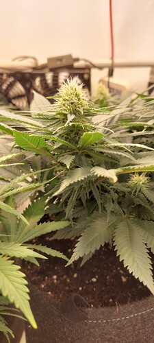 Growreport Bild 3