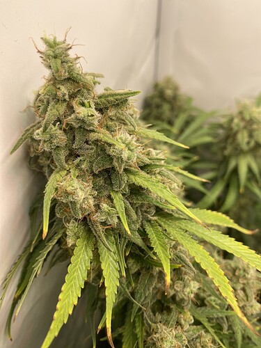 Growreport Bild 14