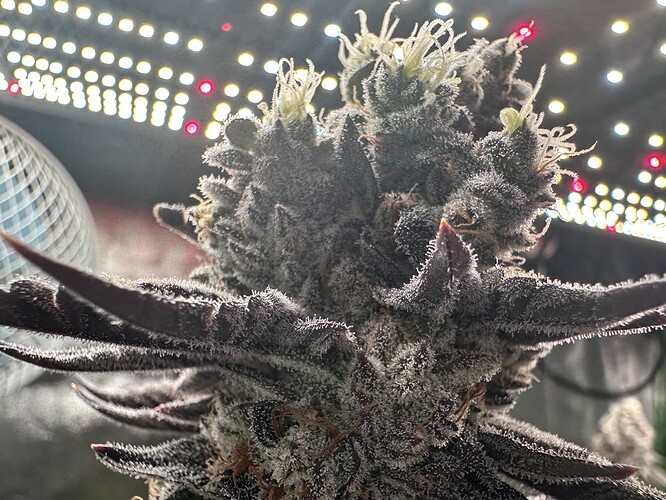 Growreport Bild 7