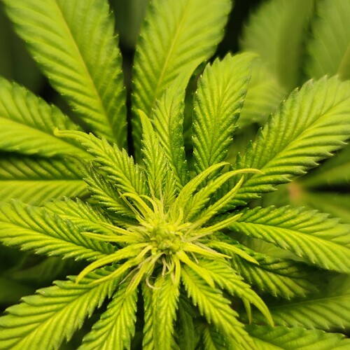 Growreport Bild 20