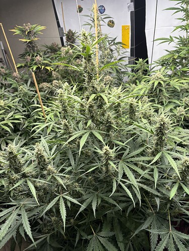 Growreport Bild 53