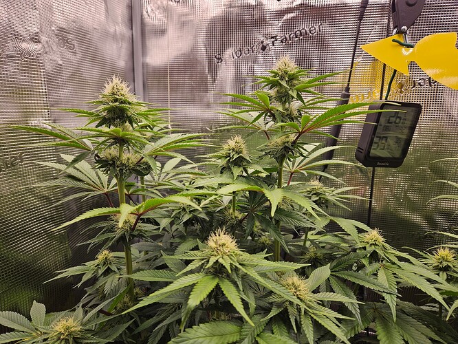 Growreport Bild 6
