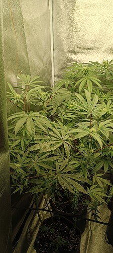 Growreport Bild 2