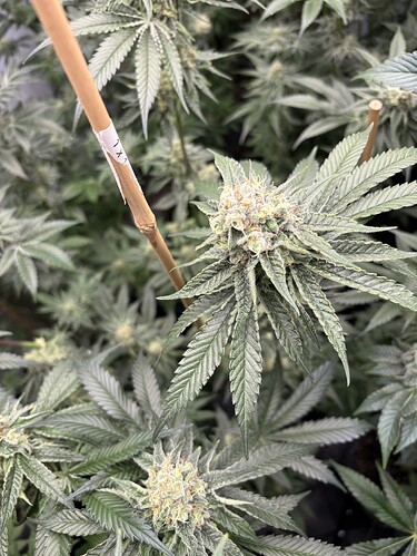 Growreport Bild 1