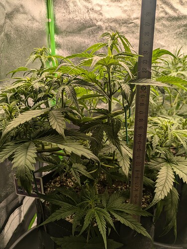 Growreport Bild 32
