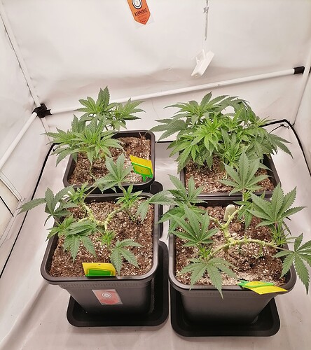 Growreport Bild 3