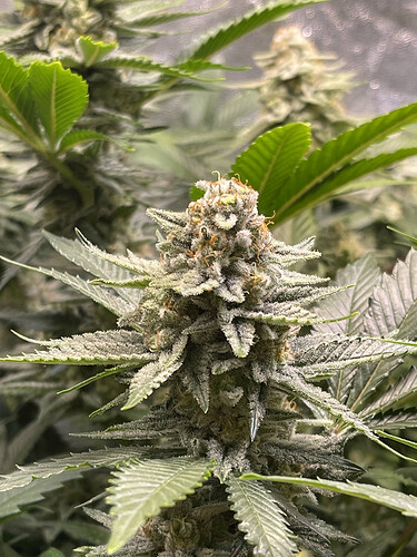Growreport Bild 9