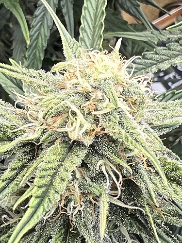 Growreport Bild 15