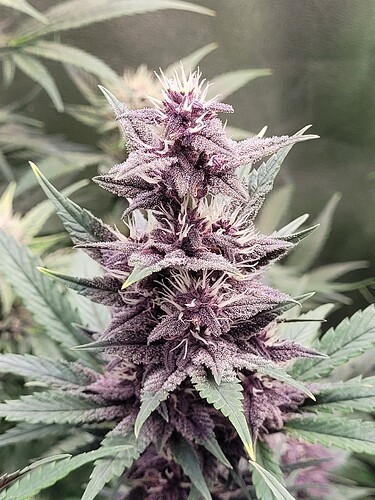 Growreport Bild 32