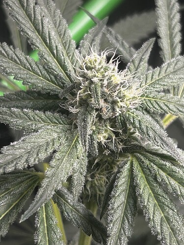 Growreport Bild 8