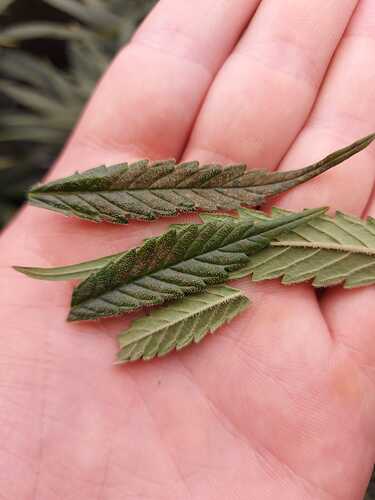 Growreport Bild 3