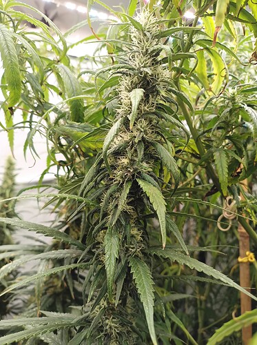 Growreport Bild 10
