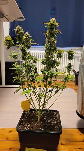 Growreport Bild 22