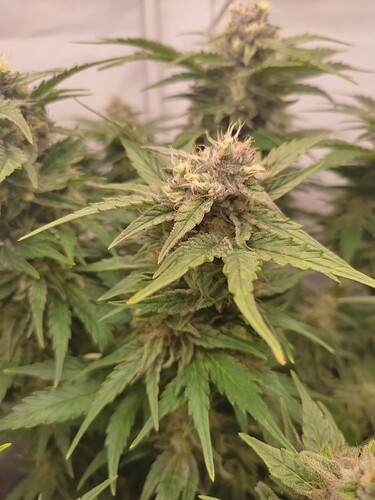 Growreport Bild 8