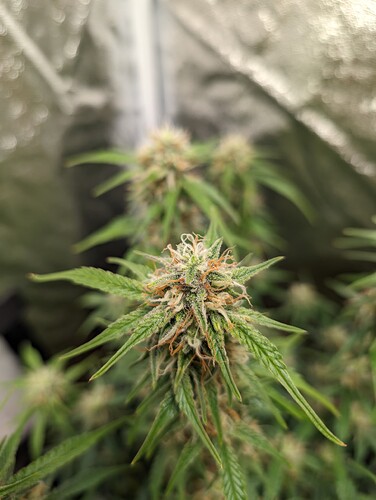 Growreport Bild 9