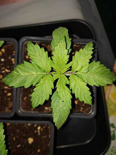 Growreport Bild 4