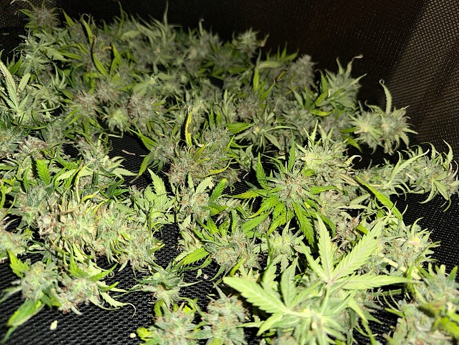 Growreport Bild 95