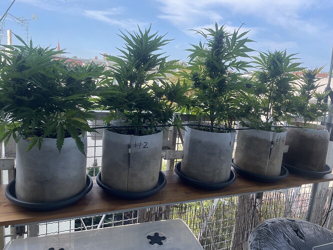 Growreport Bild 1
