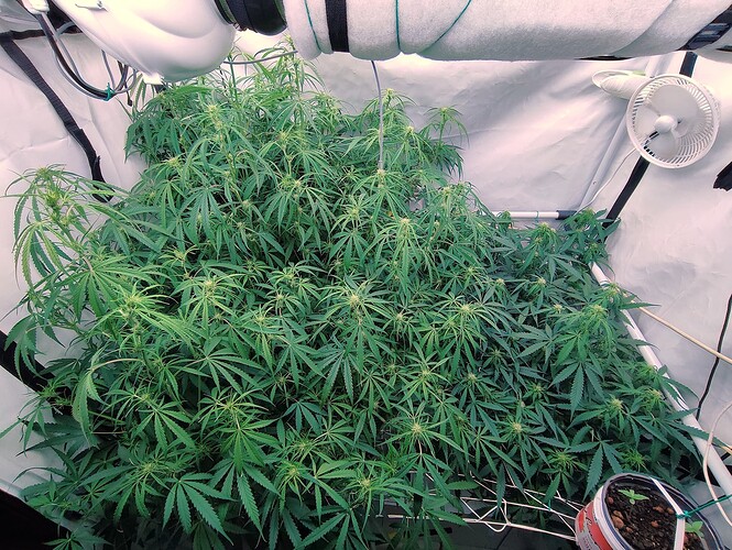 Growreport Bild 20