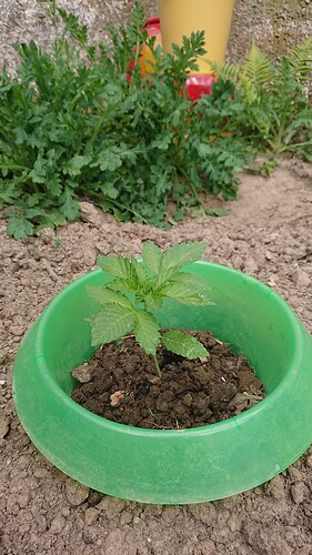 Growreport Bild 34
