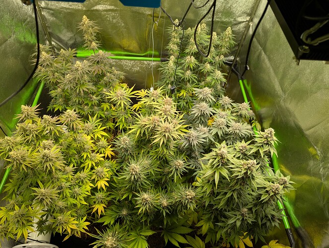 Growreport Bild 1