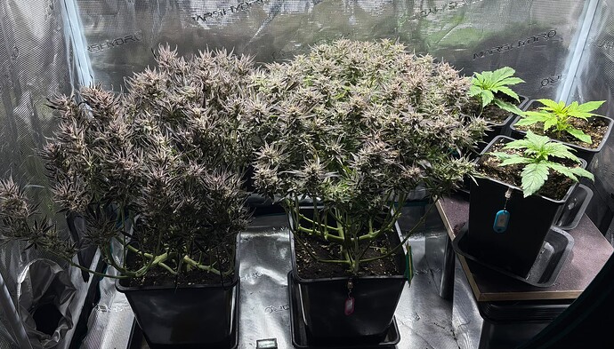 Growreport Bild 2