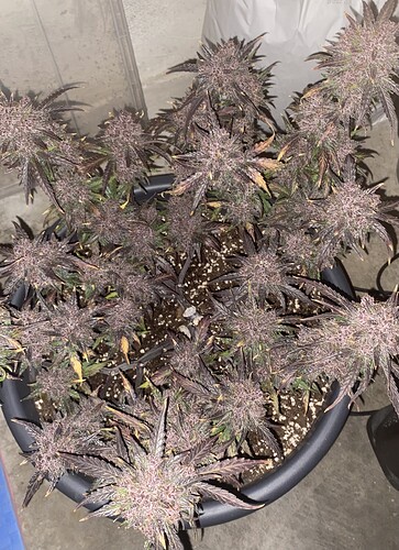 Growreport Bild 16