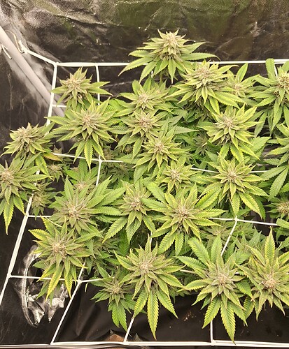 Growreport Bild 1