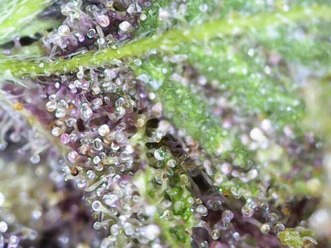 Growreport Bild 1
