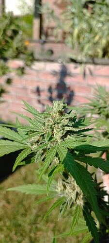IMG_20240901_163313