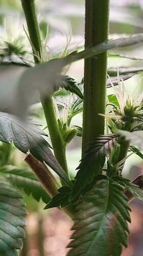 Nahaufnahme einer Cannabispflanze in der Blütephase, die einen Pollensack an einer Internodie zeigt.